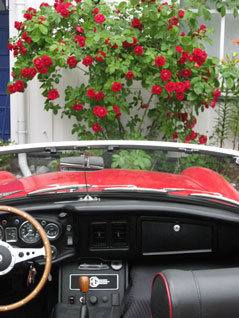 MG roser 230